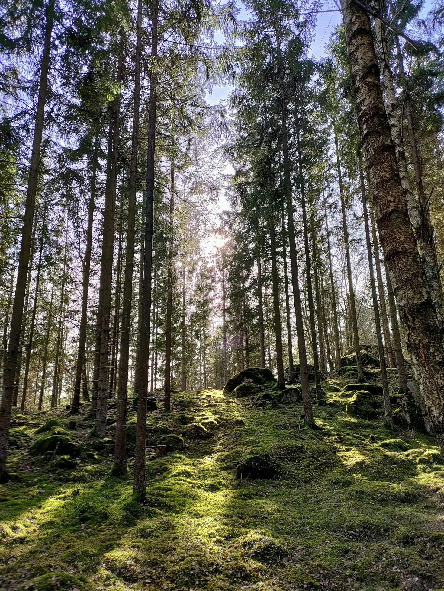 The Power of Herbs in Spiritual Wellness