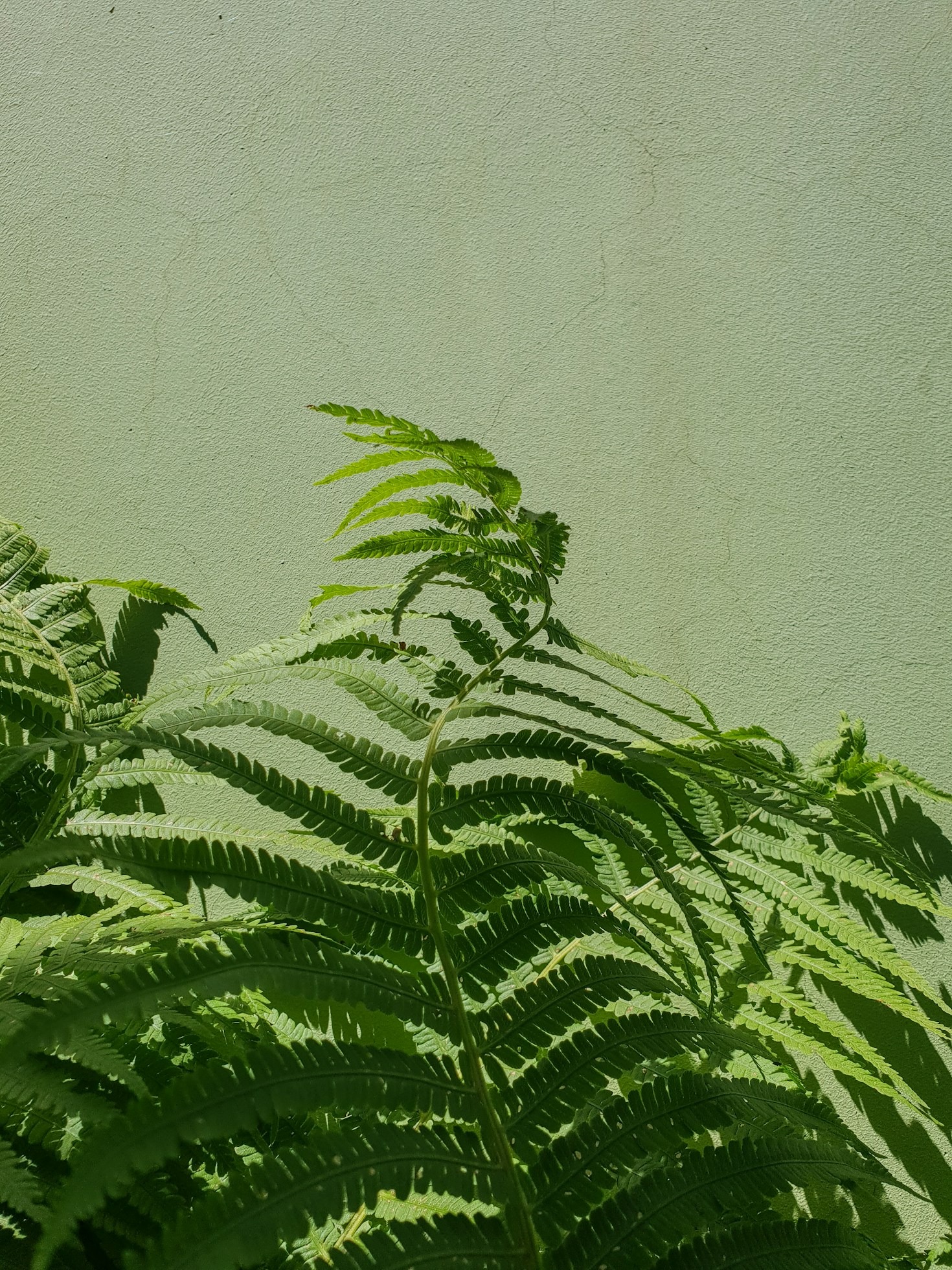 The Role of Forest Imagery in Spiritual Growth
